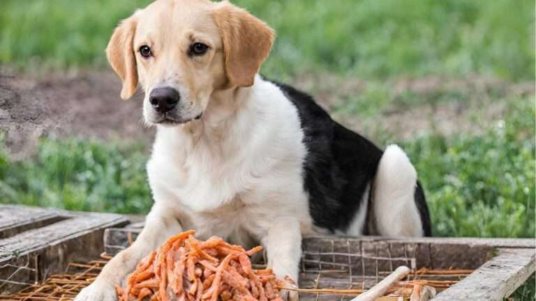 Can Dogs Eat Suet? Is It Safe? (2024)