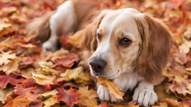Can Dogs Eat Maple Seeds? Complete Guide (2024)