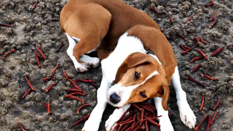 Can Dogs Eat Clove Spice? Is It Safe? (2024)