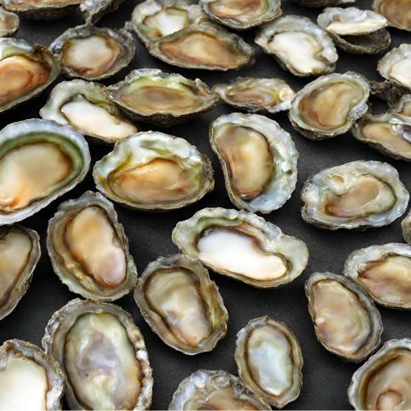 Can Dogs Eat Abalone? Explore the Benefits (2024)