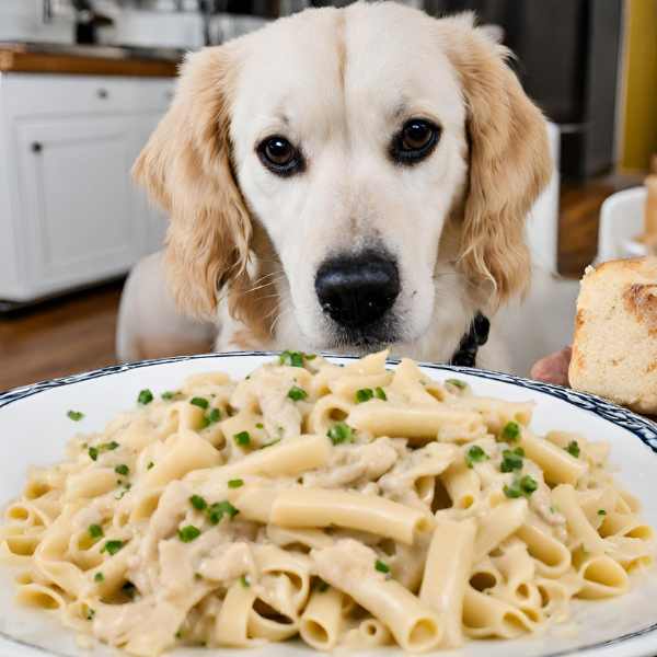 Health Risks of Chicken Alfredo Pasta for Dog