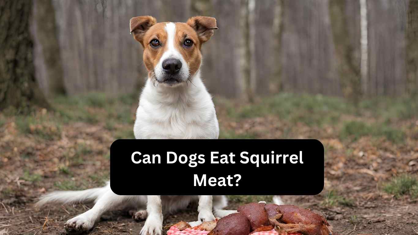 Can Dogs Eat Squirrel Meat?