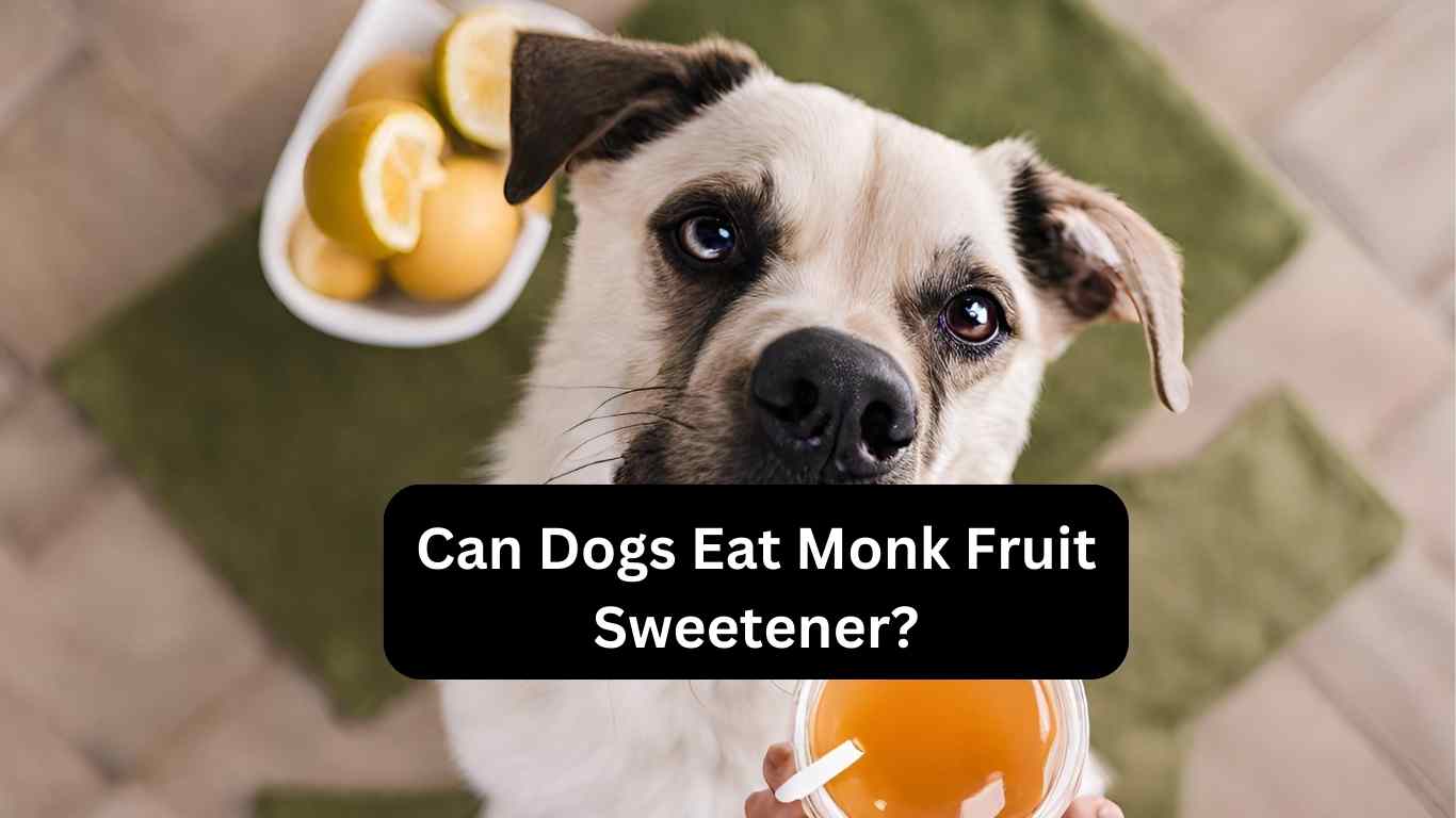 Can Dogs Eat Monk Fruit Sweetener