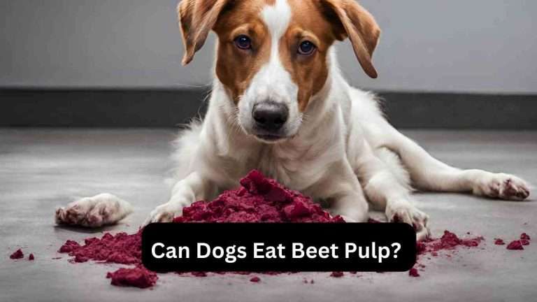 Can Dogs Eat Beet Pulp? Explore Nutritional Benefits (2024)