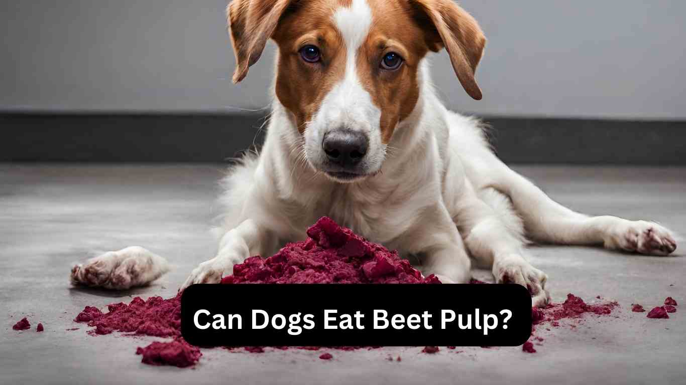 Can Dogs Eat Beet Pulp?