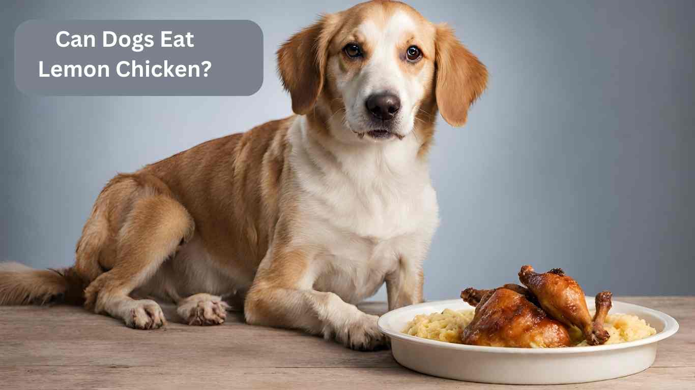 Can Dogs Eat Lemon Chicken?