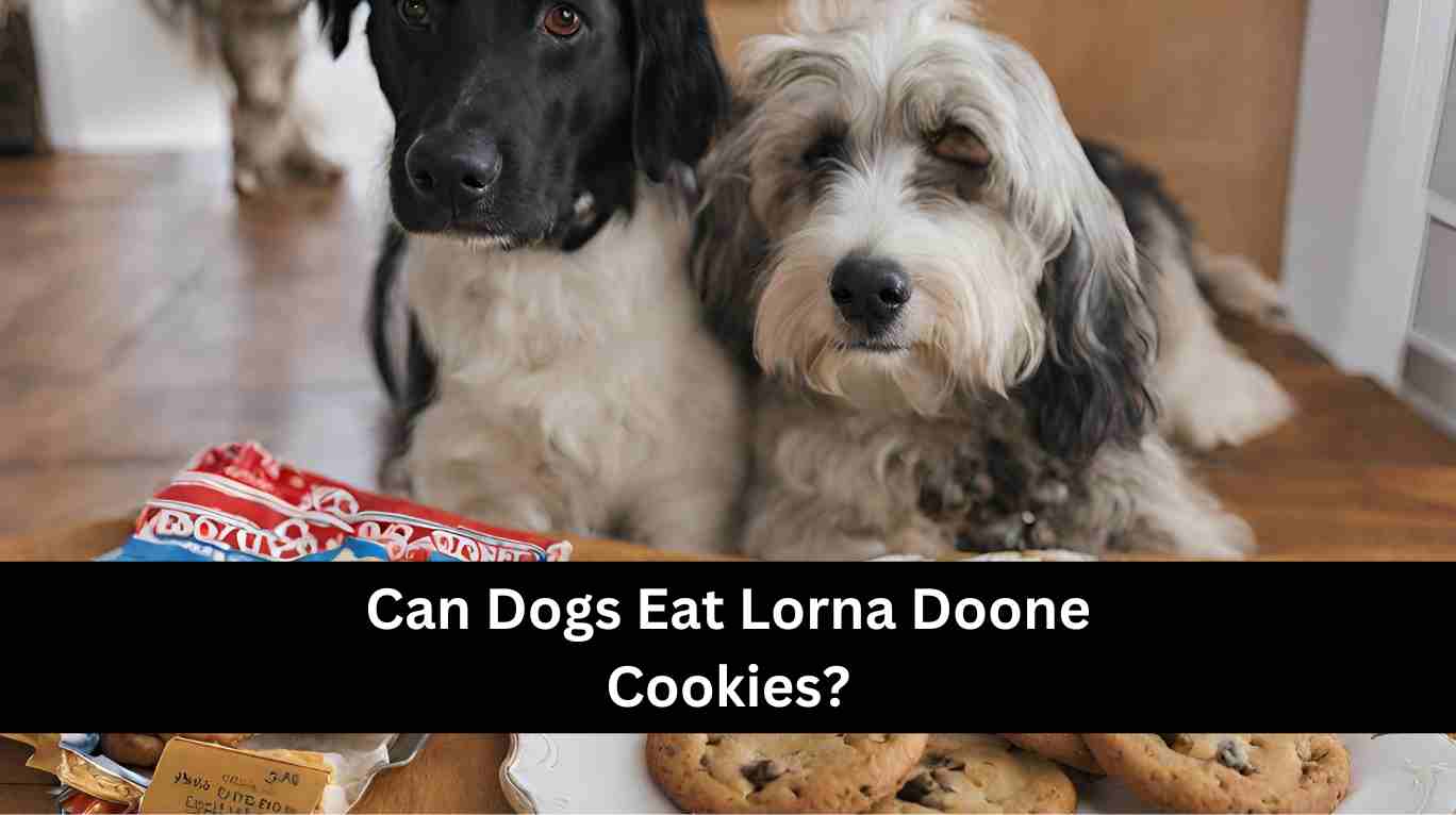 Can Dogs Eat Lorna Doone Cookies?