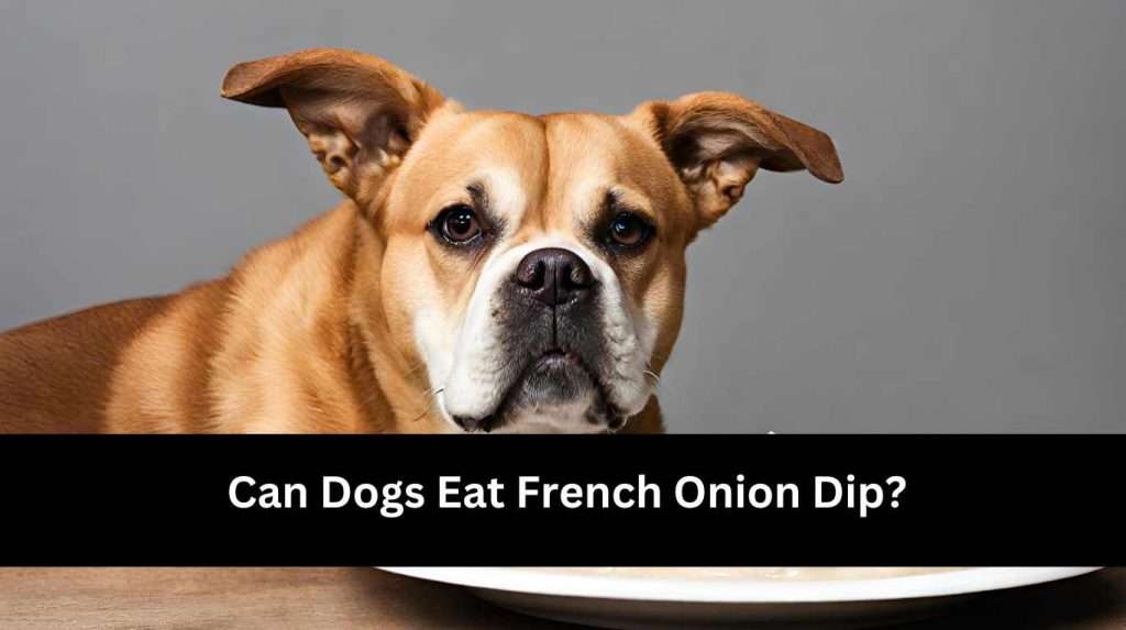 can dogs eat French Onion Dip