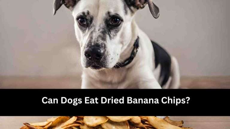 Can Dogs Eat Dried Banana Chips? Yes, Explore Benefits