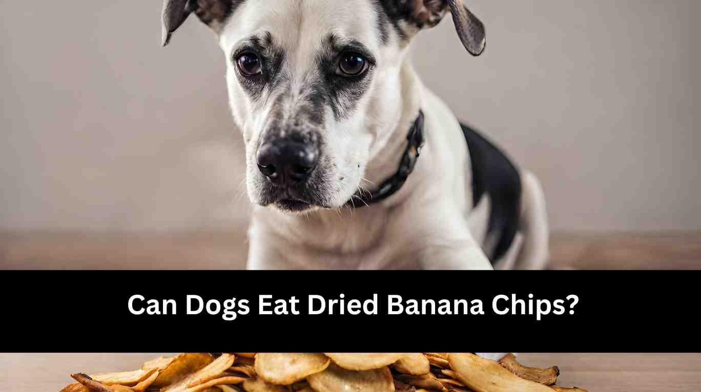 Can Dogs Eat Dried Banana Chips?