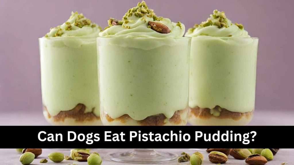 Can Dogs Eat Pistachio Pudding?