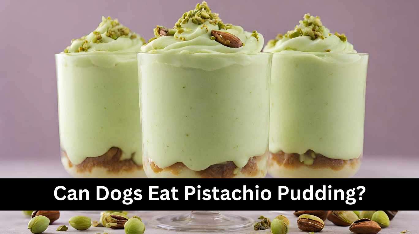 Can Dogs Eat Pistachio Pudding?