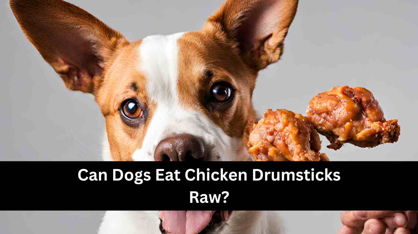 Can Dogs Eat Chicken Drumsticks Raw?