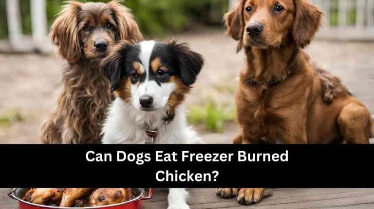 Can Dogs Eat Freezer Burned Chicken? Benefits, Risks (2024)