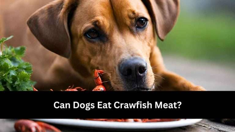 Can Dogs Eat Crawfish Meat? Yes, Explore Benefits (2024)