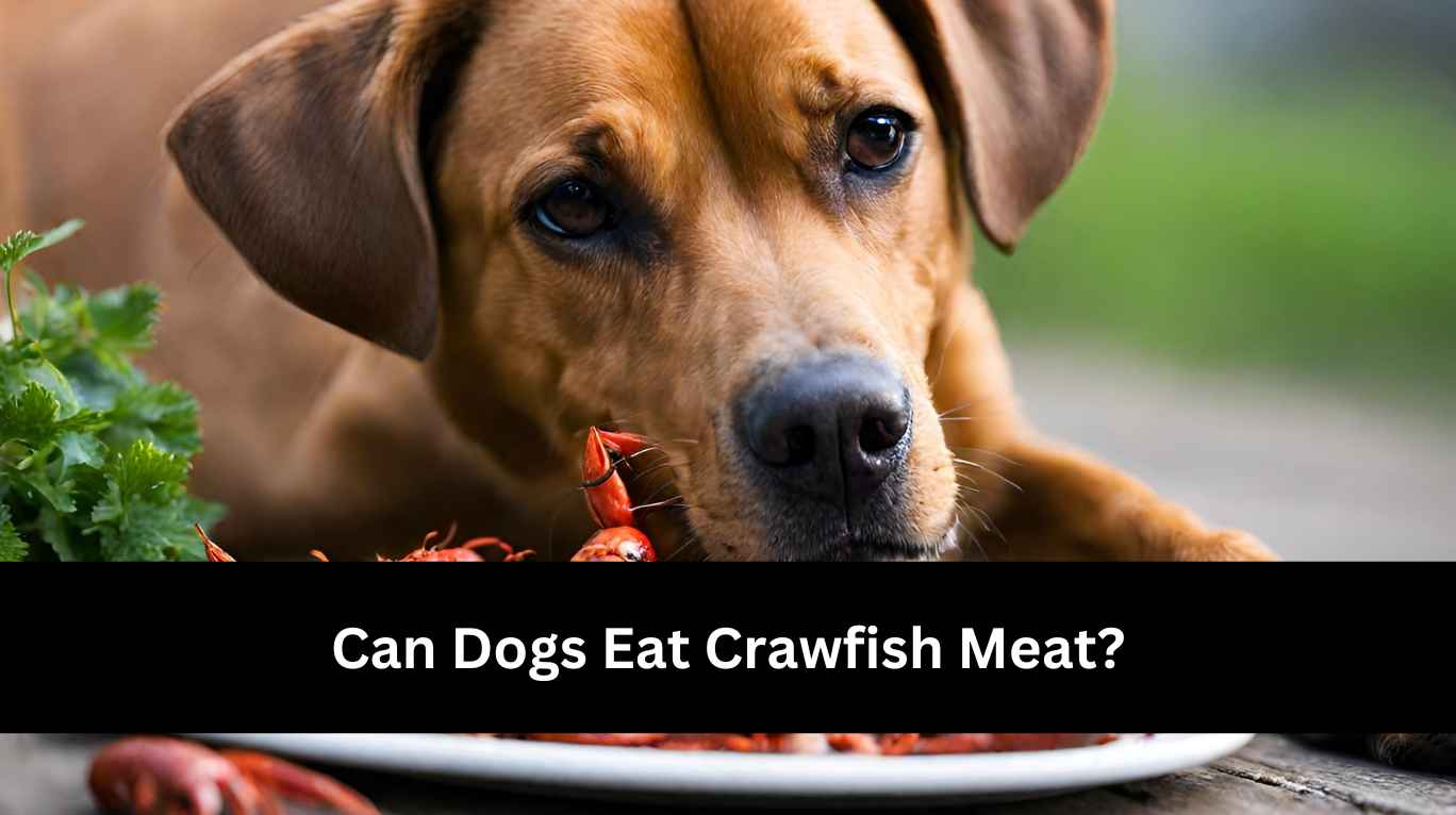 can dogs eat Crawfish Meat