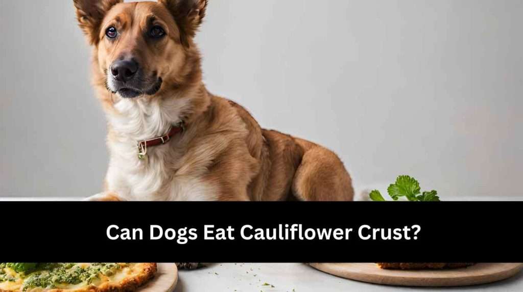 Can Dogs Eat Cauliflower Crust