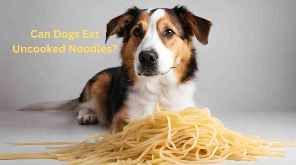 can dogs eat Uncooked Noodles