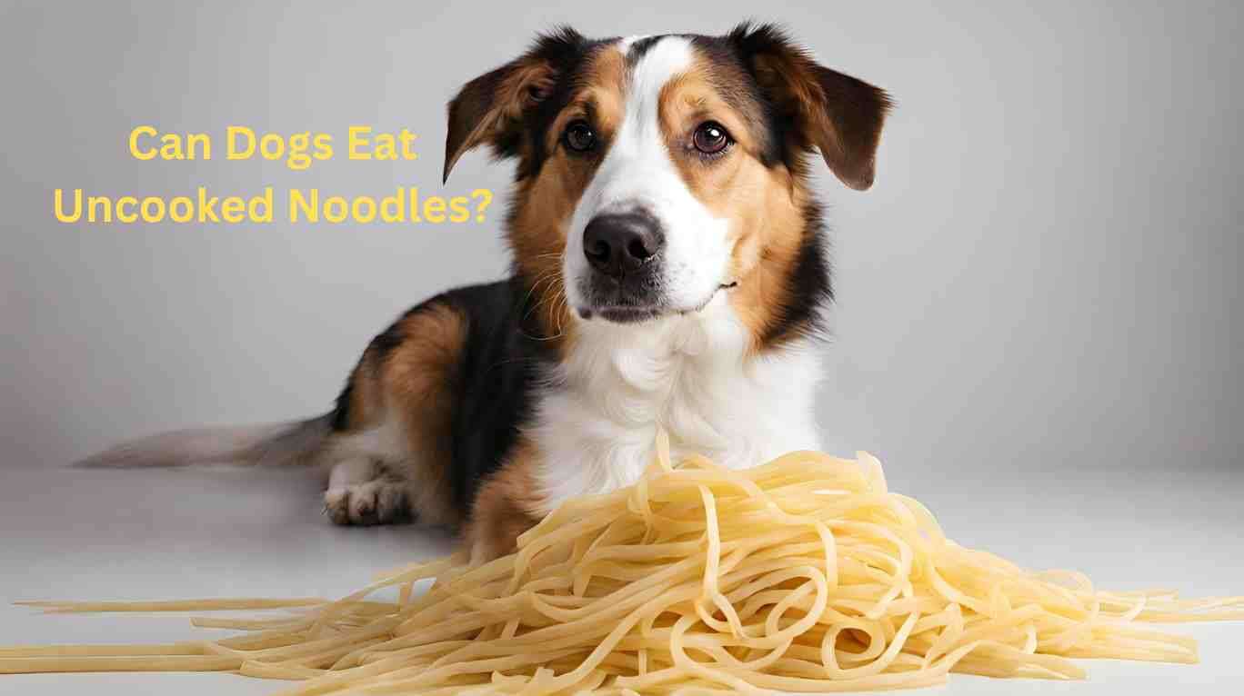can dogs eat Uncooked Noodles