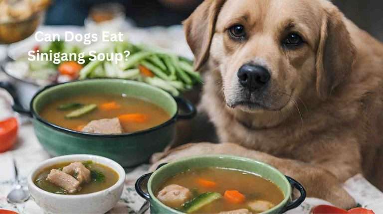 can dogs eat sinigang soup