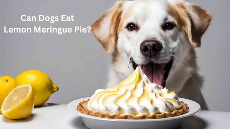 Can Dogs Eat Lemon Meringue Pie? Vet Approved Guide (2024)