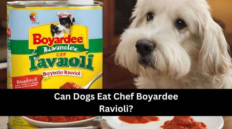 Can Dogs Eat Chef Boyardee Ravioli? No, Tips To Avoid (2024)